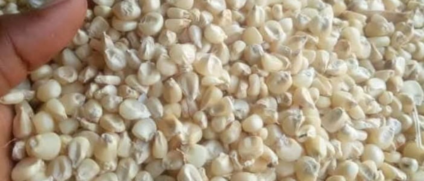 Hybrid white maize