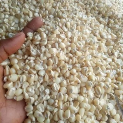 Hybrid white maize