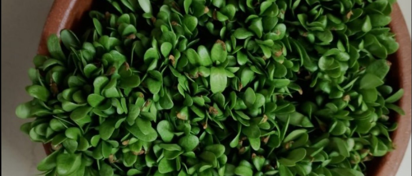 Fresh Methi Microgreens