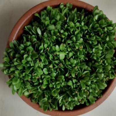 Fresh Methi Microgreens