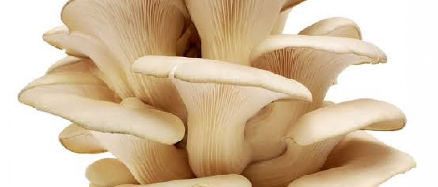 “High-quality oyster mushrooms at a lower price