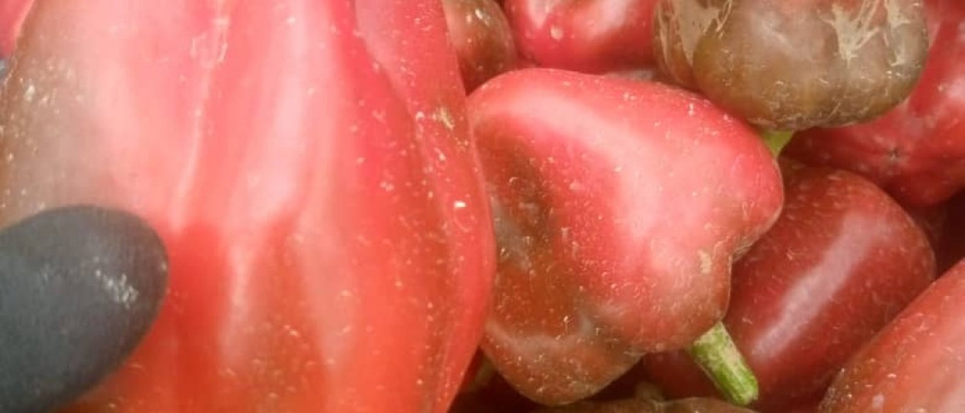 Bell peppers
