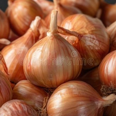 Onion