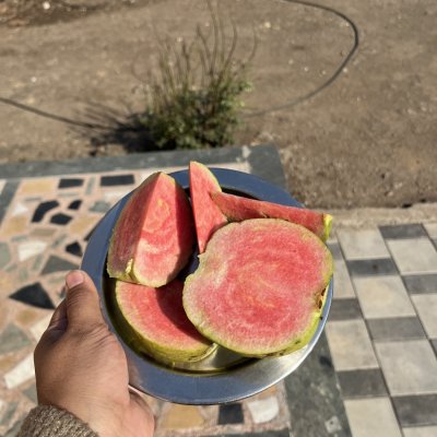 Guava