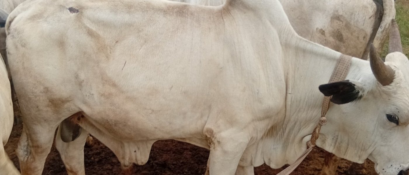 Cow