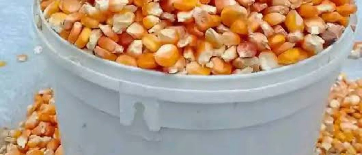 Yellow maize