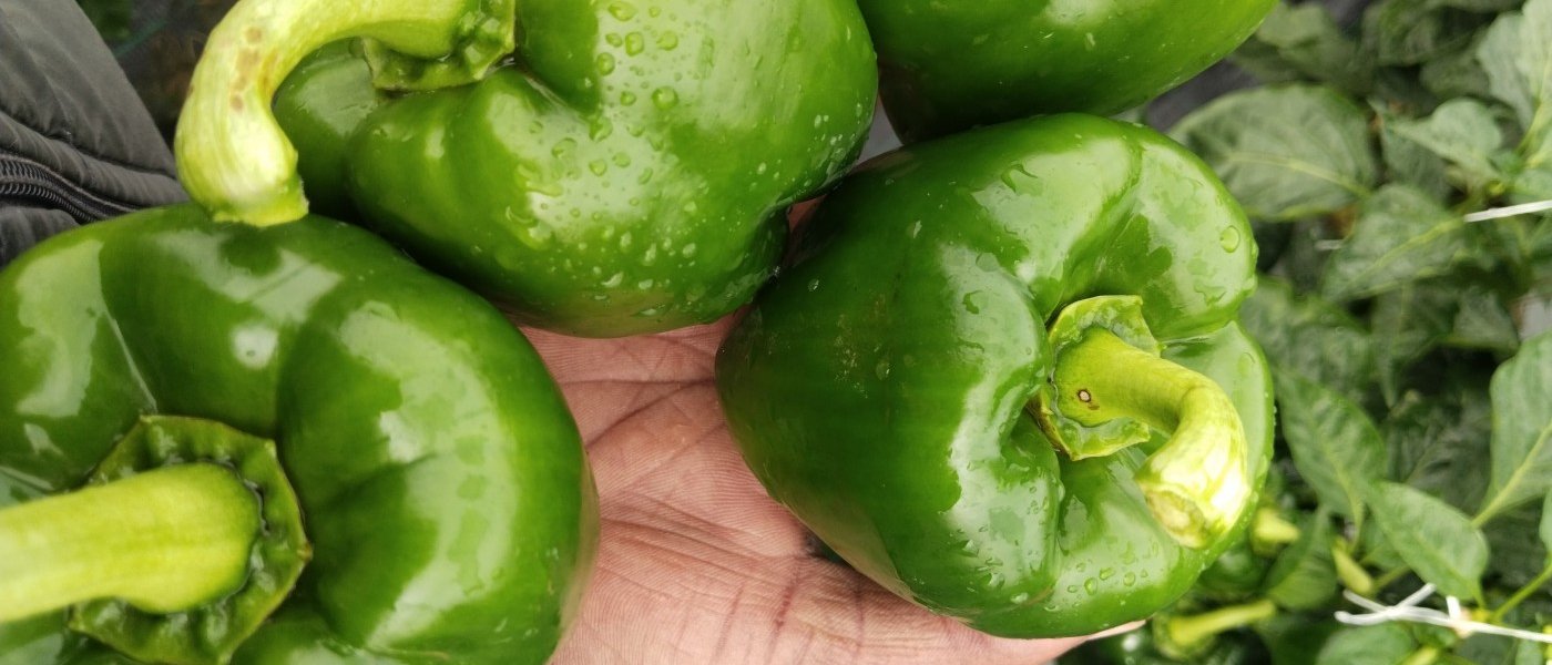 Fresh capsicum