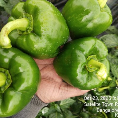 Fresh capsicum