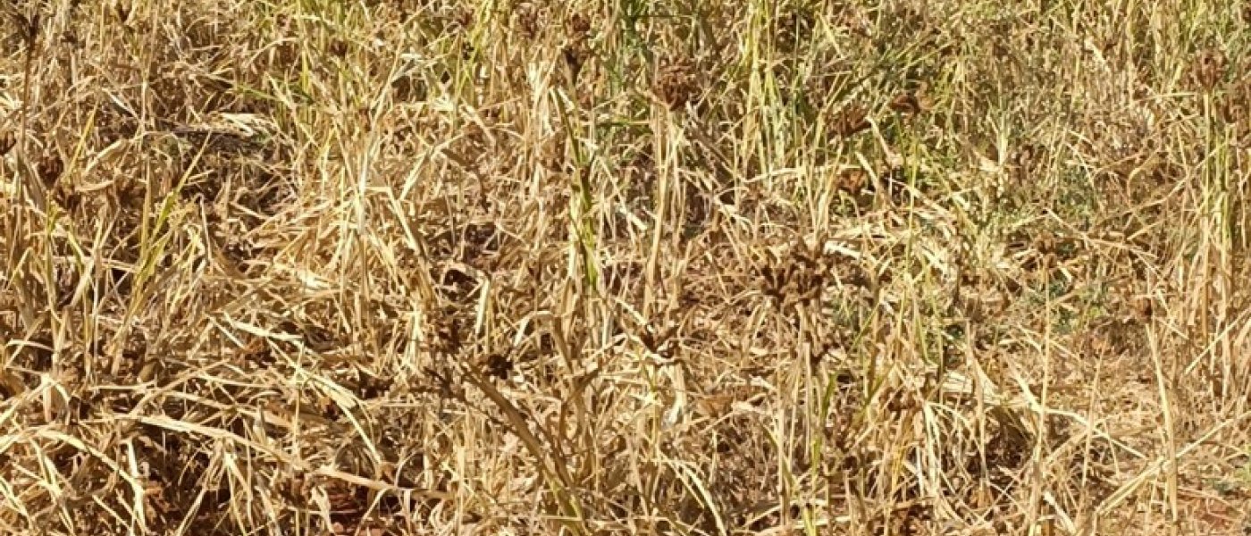 Ragi