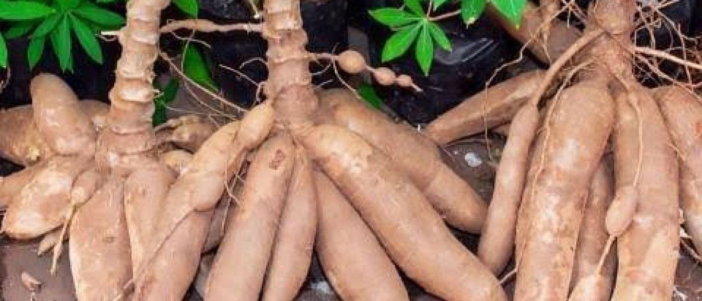 Cassava