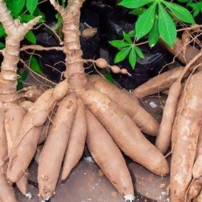 Cassava