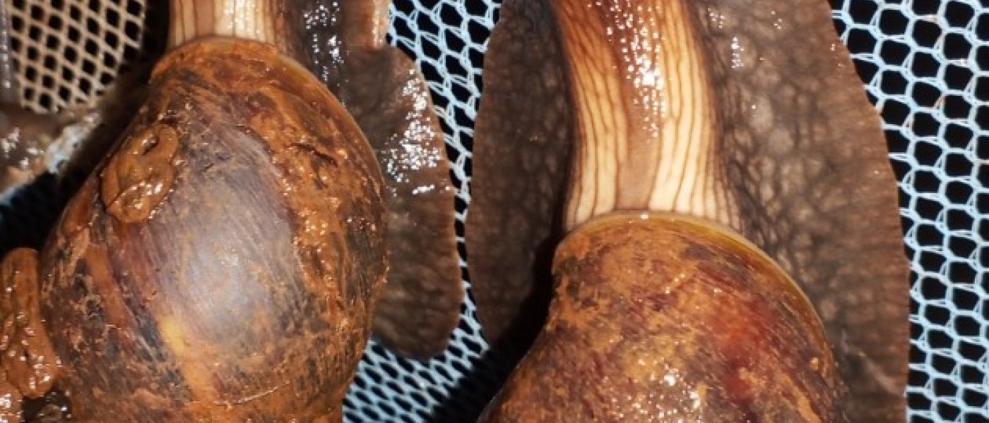 Escargot(snail meat)