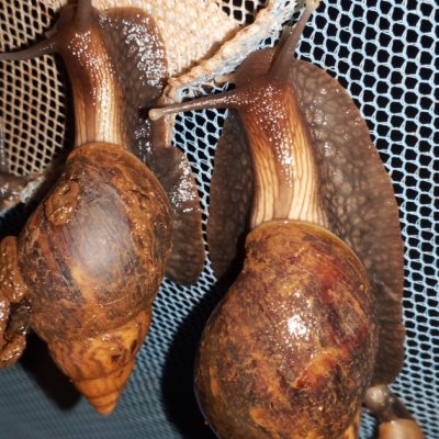 Escargot(snail meat)