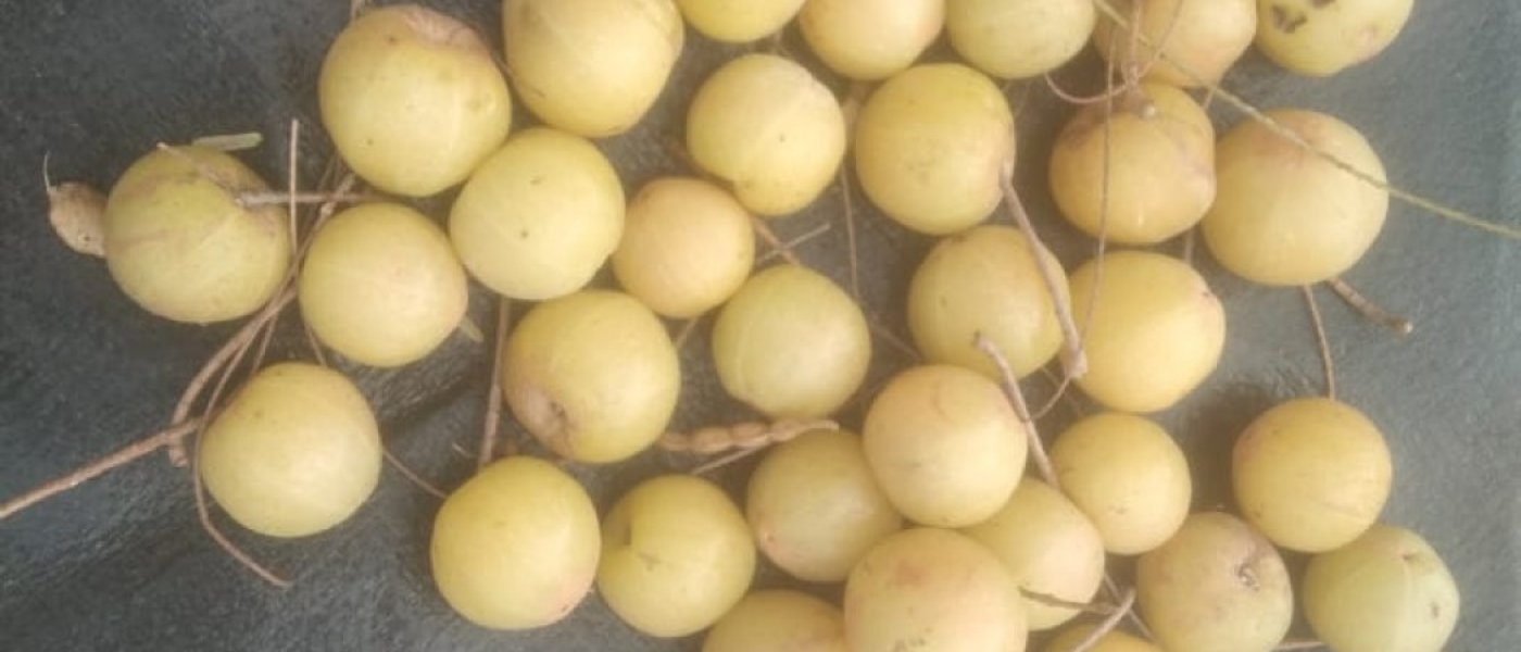 Amla fruits