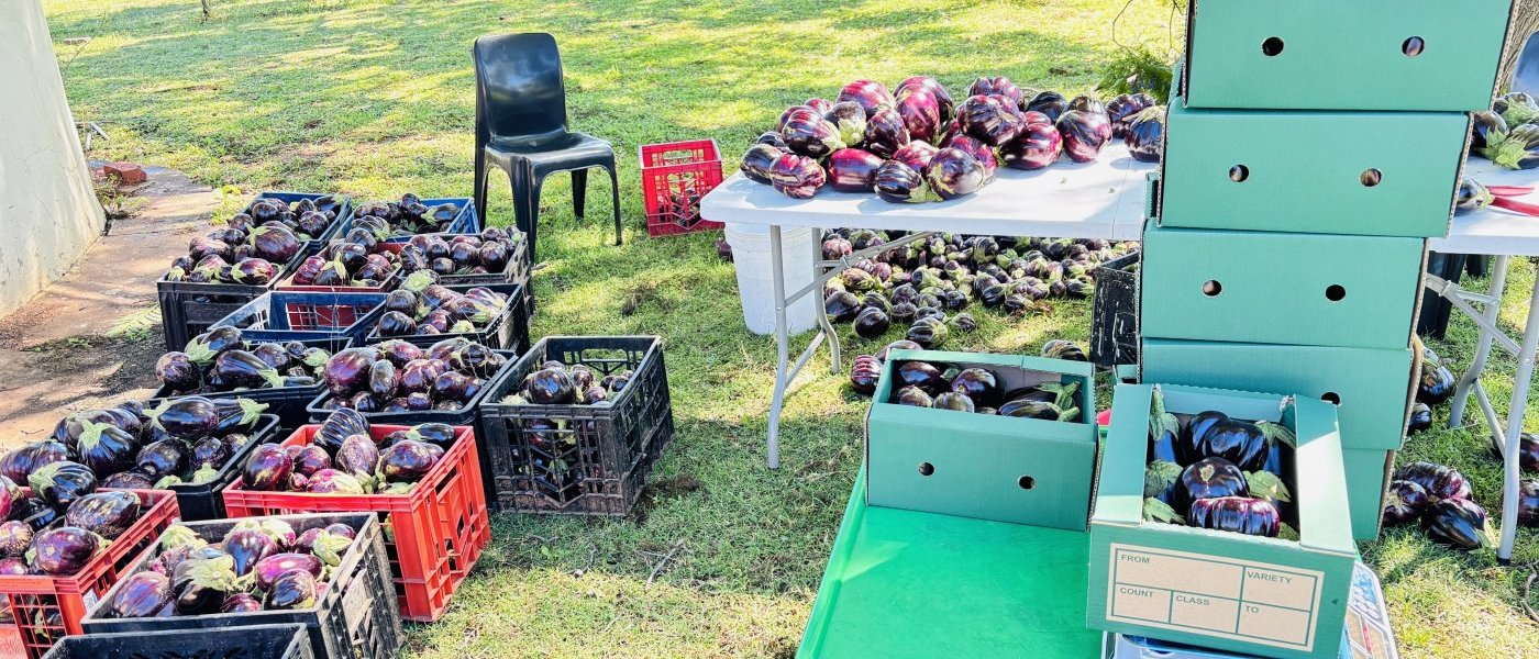 Brinjal - Black Beauty