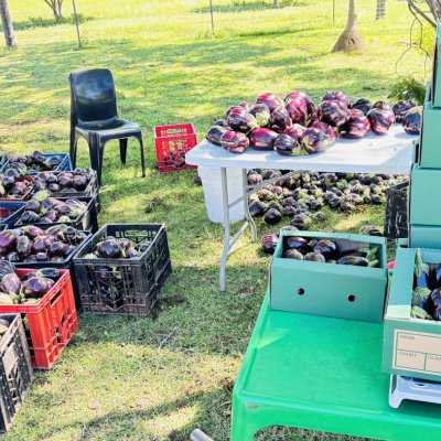 Brinjal - Black Beauty