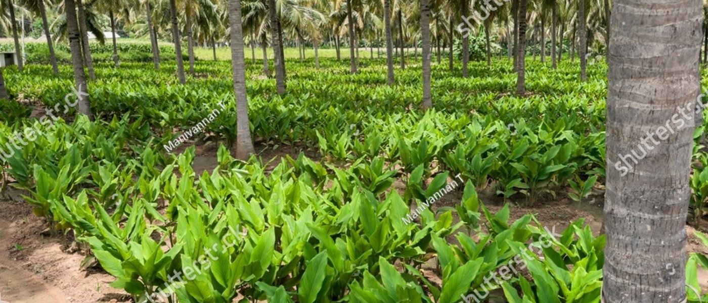 Banana, termaric, silk, coconut, thunder etc