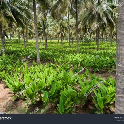 Banana, termaric, silk, coconut, thunder etc