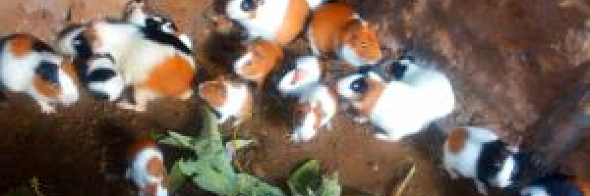 Siaya Guinea Pigs