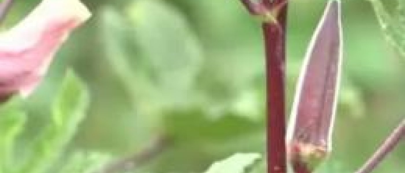 Red Onion