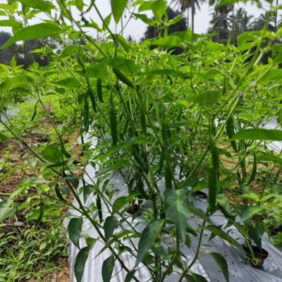 Green chilly