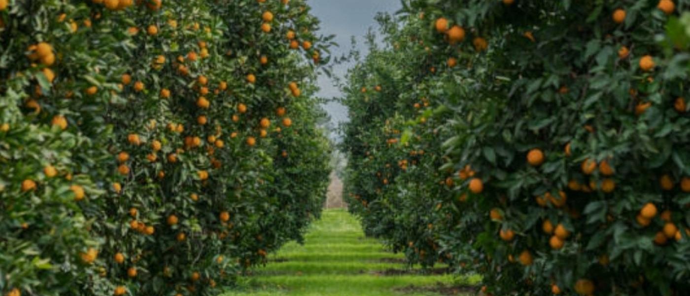 Oranges from Sargodha