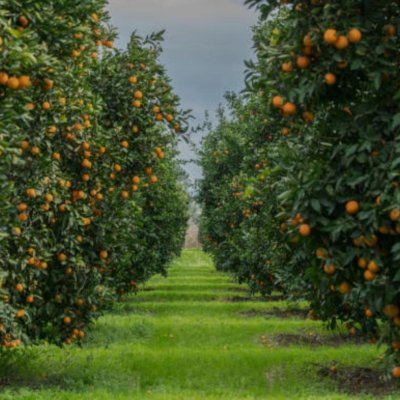 Oranges from Sargodha