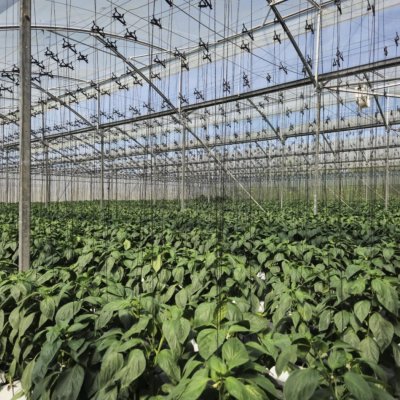 Red and Yellow Capsicum
