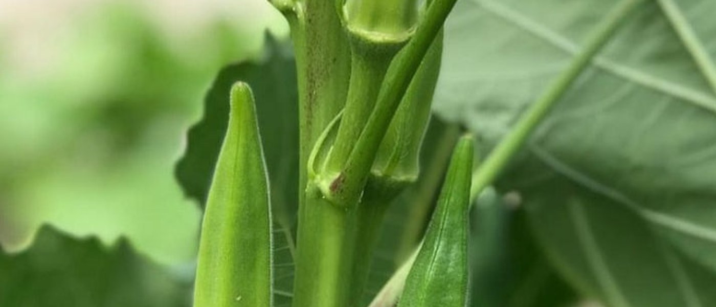 The Best Okra seeds Very affordable