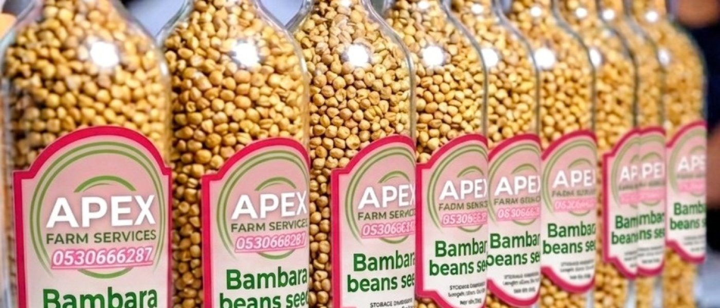 STRONG BAMBARA NUTS SEEDS