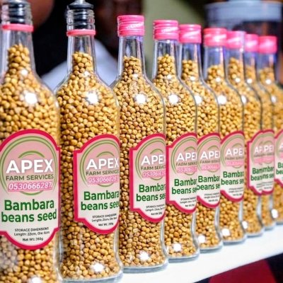 STRONG BAMBARA NUTS SEEDS