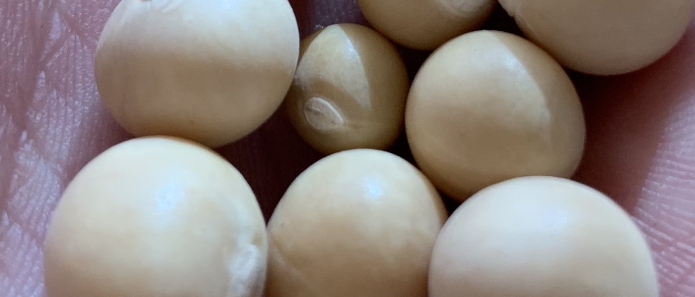 STRONG BAMBARA NUTS SEEDS