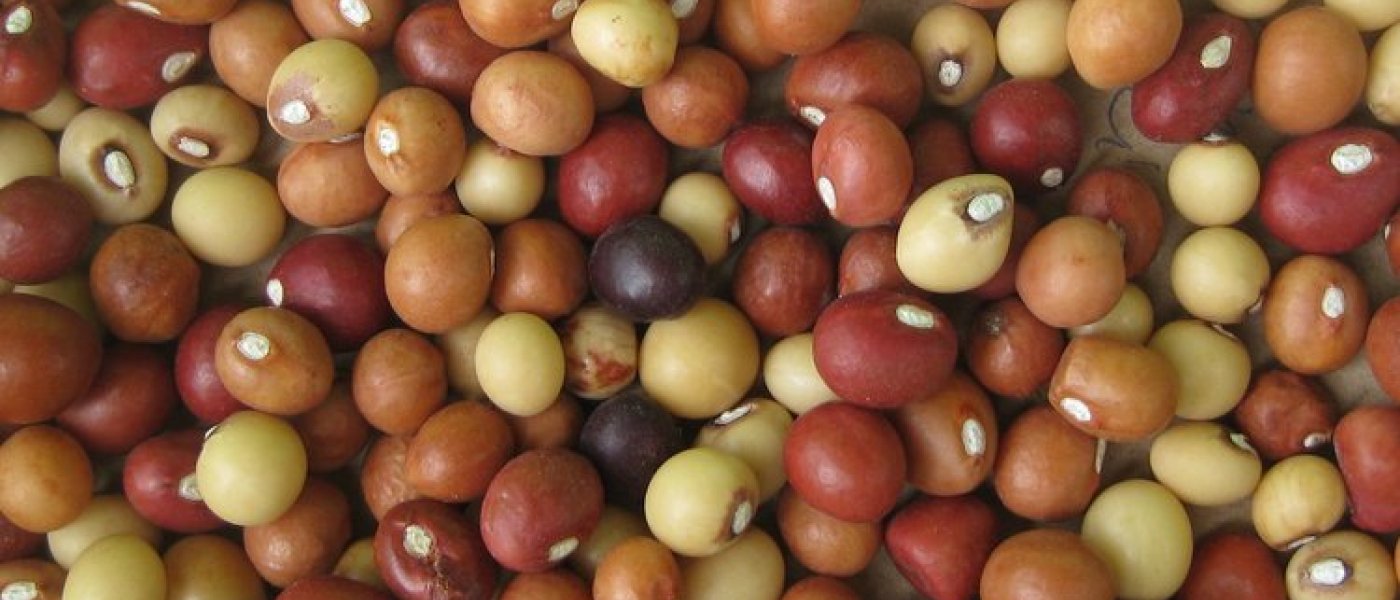 STRONG BAMBARA NUTS SEEDS
