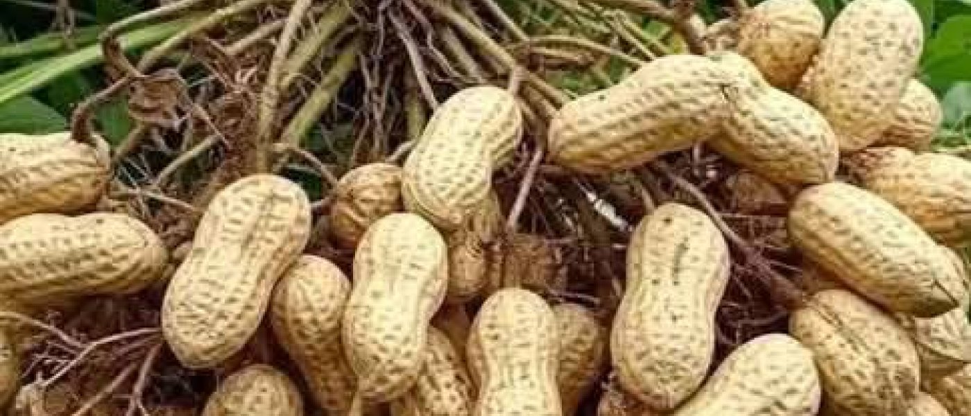 The world's Best Groundnut seeds available