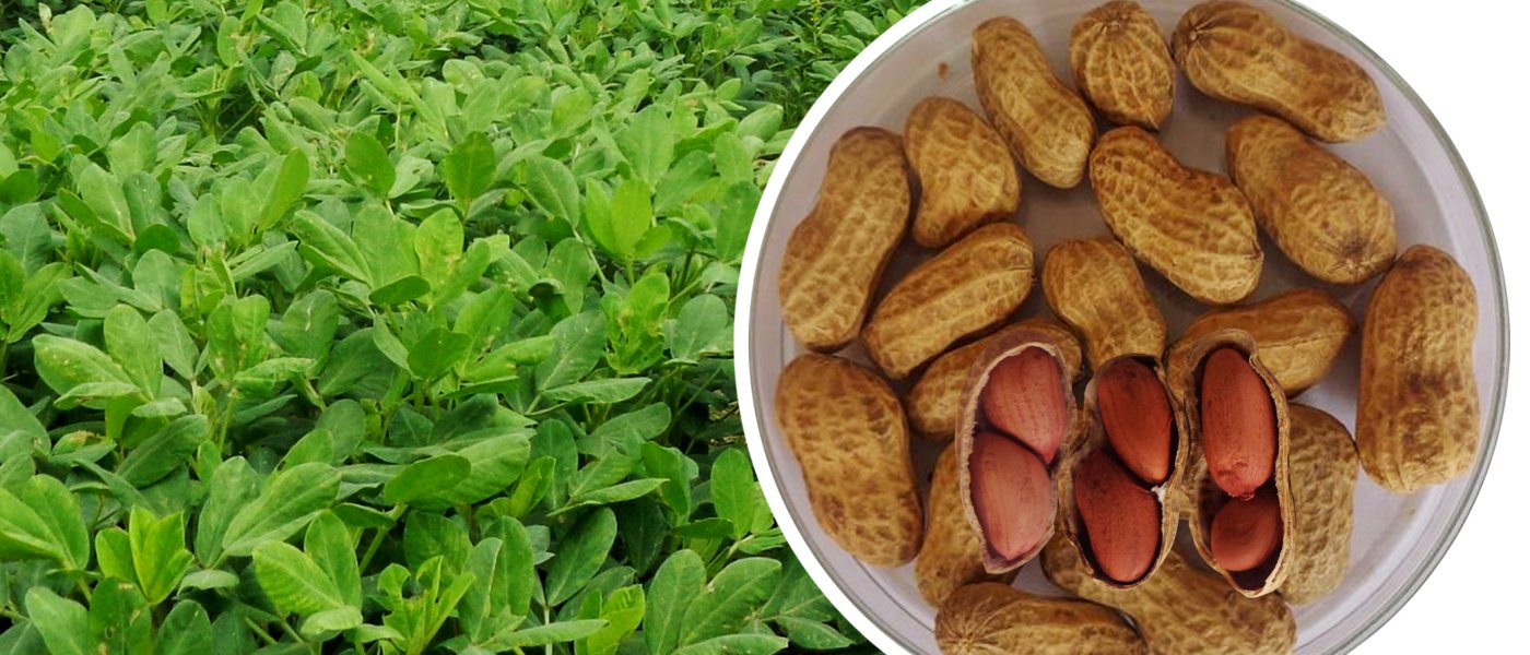 The world's Best Groundnut seeds available