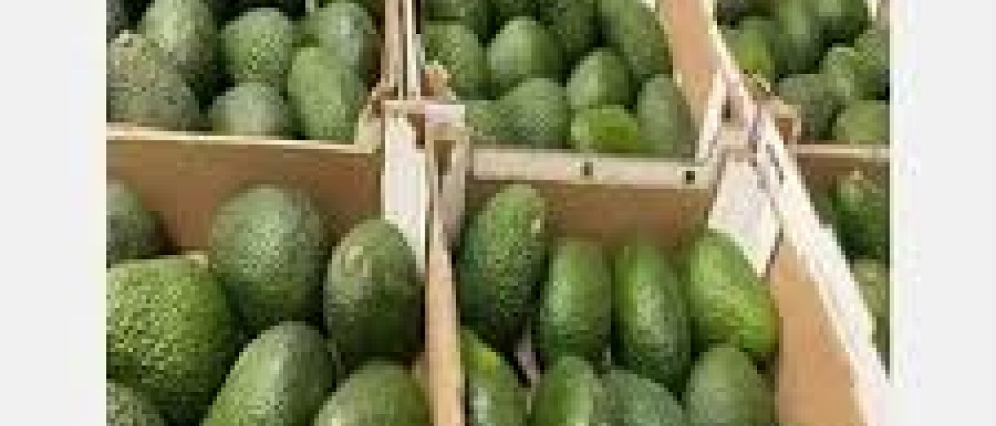 Buy Organic Avocado Hass