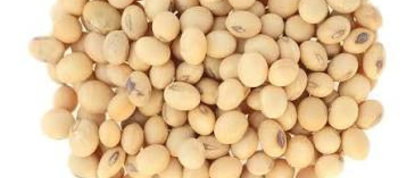 Buy Organic Soybeans