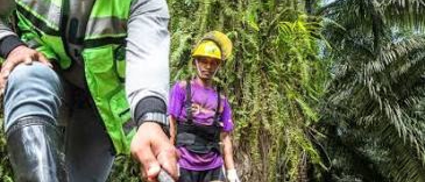 Buy Organic RBD Palm Oil