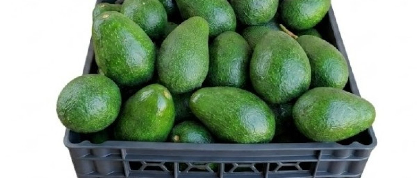 Avocado