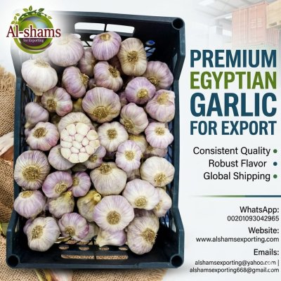 fresh garlic