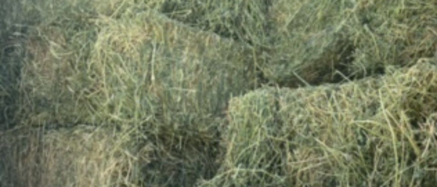Alfalfa, Timothy, Orchard and Bermuda grass