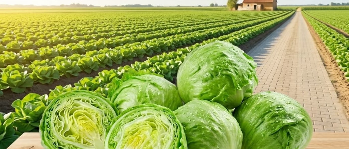 iceberg lettuce