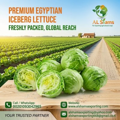 iceberg lettuce