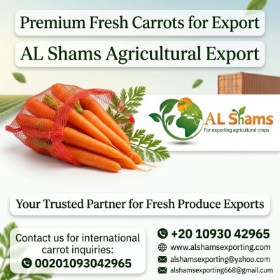 fresh carrots