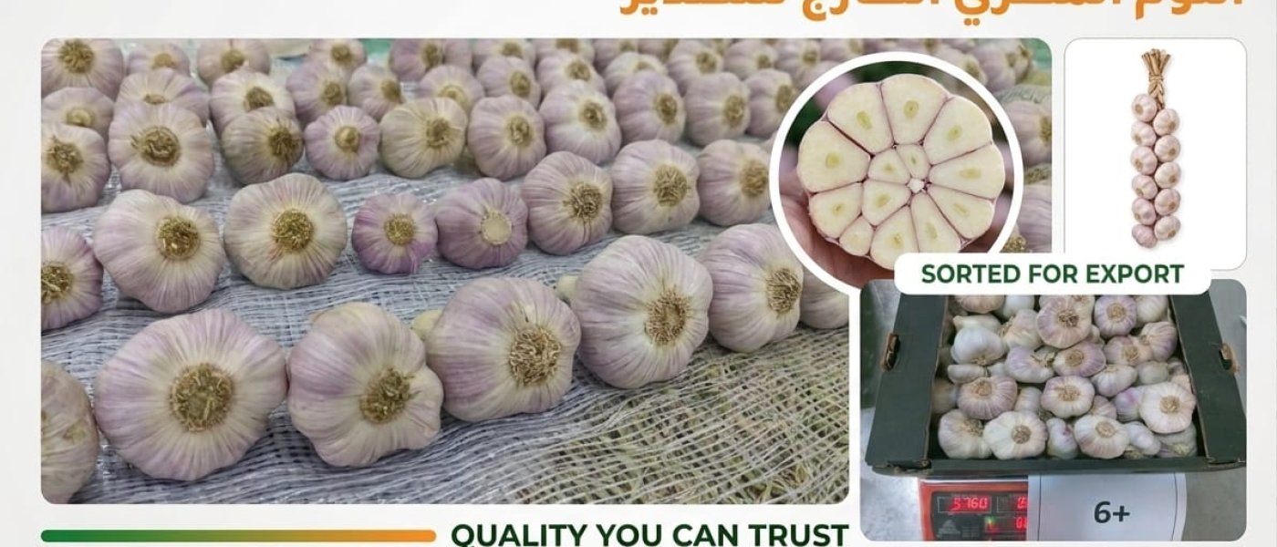 fresh garlic
