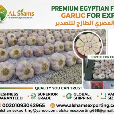 fresh garlic