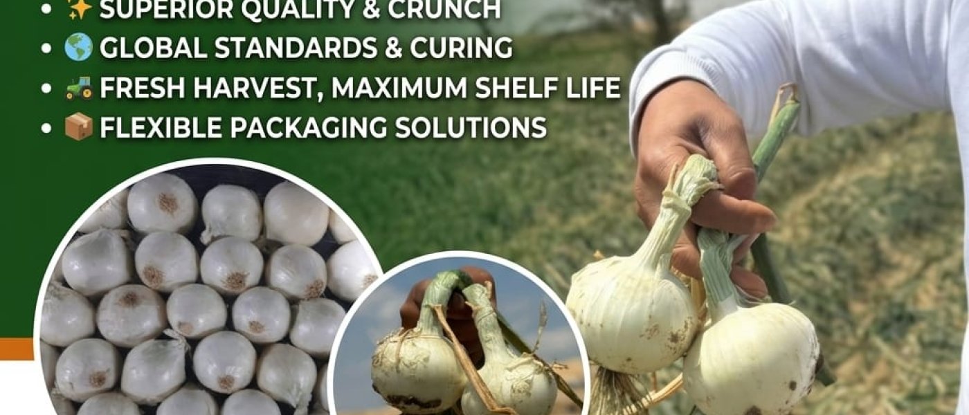 WHITE ONION