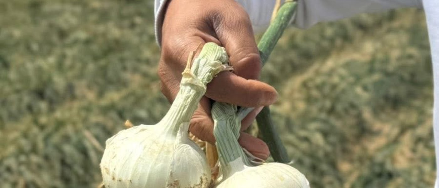 WHITE ONION