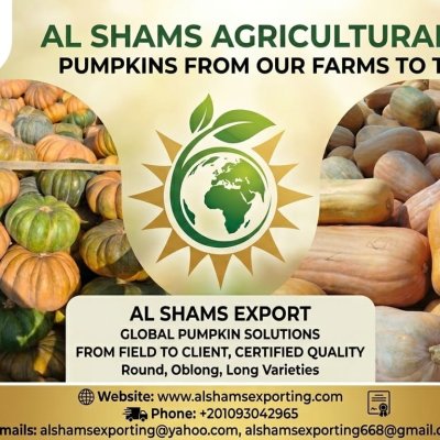 premium pumpkin
