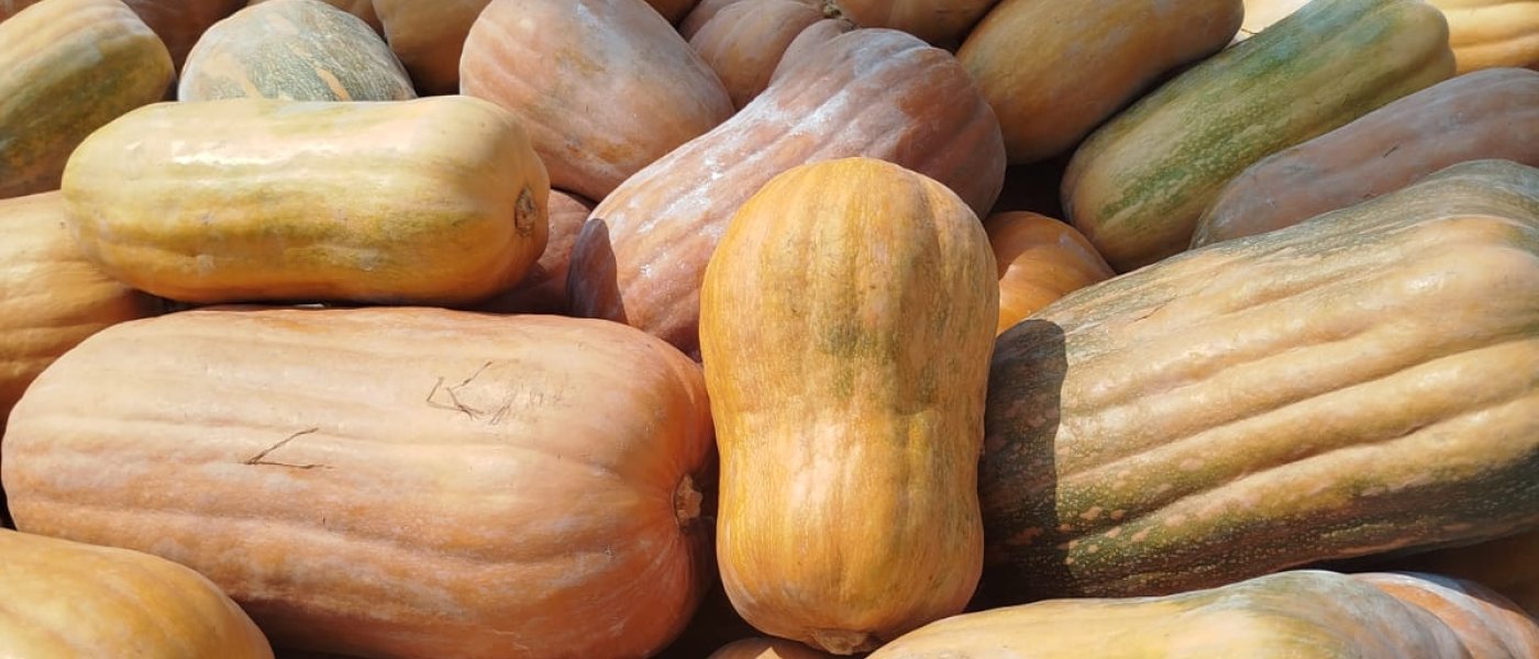 premium pumpkin